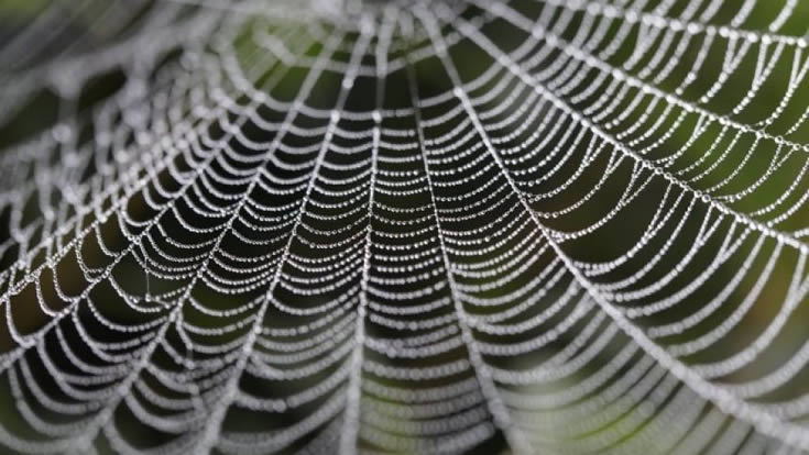 cobweb image